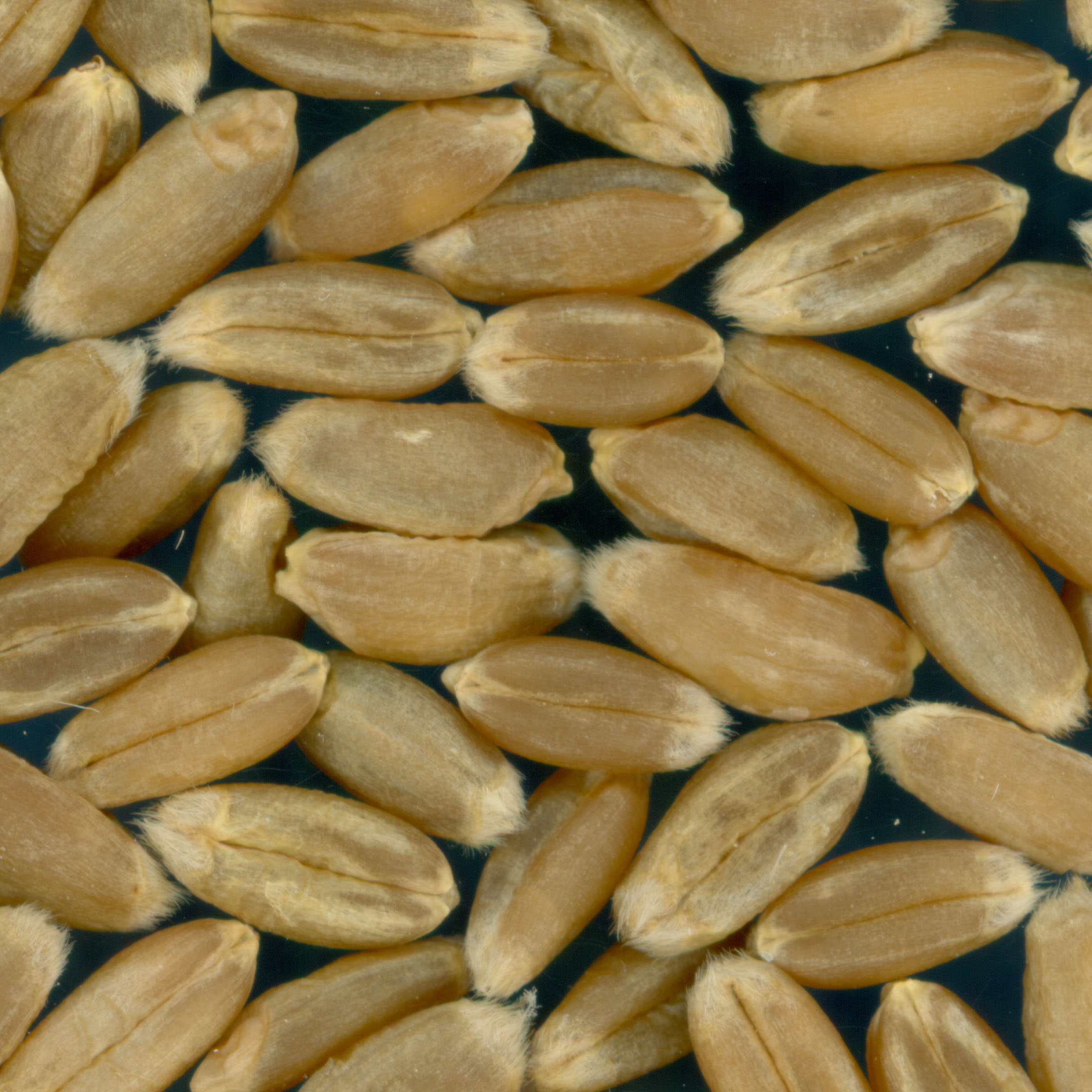 Click for 4 image(s) for this accession. KERNELS